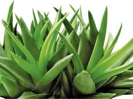 Aloe Vera: Nature's Miracle Household Plant? Aloe Vera: Nature's Miracle Household Plant?